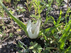 Colchicum capense