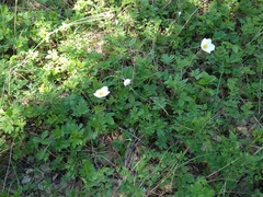 Anemonoides sylvestris