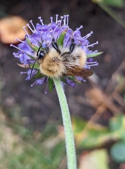 Bombus pascuorum