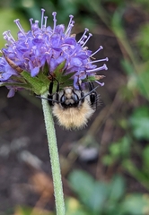 Bombus pascuorum