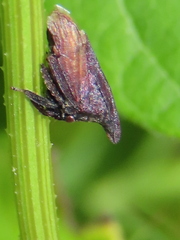 Enchenopa latipes