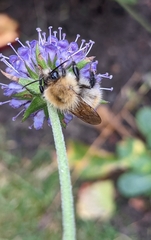 Bombus pascuorum