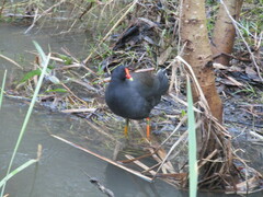 Gallinula tenebrosa