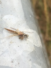 Salticus scenicus