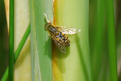 Parhelophilus