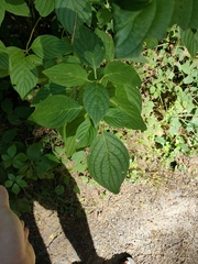 Cornus alternifolia