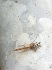 Salticus scenicus
