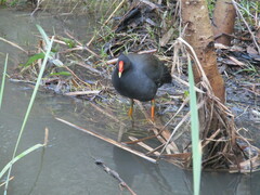Gallinula tenebrosa