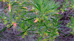 Eremophila oldfieldii