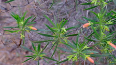 Eremophila oldfieldii