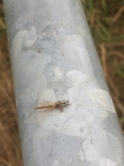Salticus scenicus