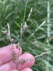 Molinia caerulea