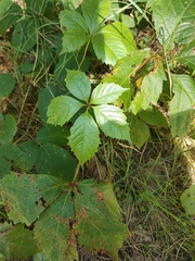 Parthenocissus inserta