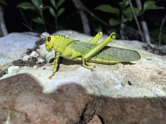 Tropidacris cristata
