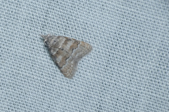 Nola bifascialis