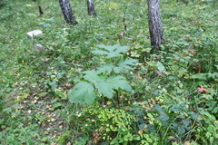 Heracleum dissectum