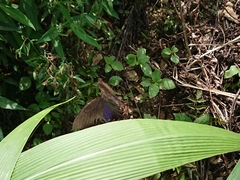 Papilio bianor thrasymedes