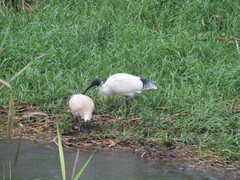 Threskiornis molucca