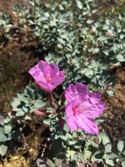 Epilobium rigidum
