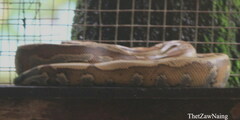 Python brongersmai