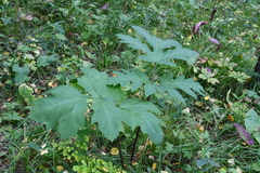 Heracleum dissectum
