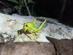 Tropidacris cristata