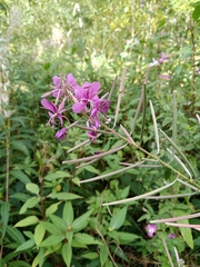 Chamaenerion angustifolium