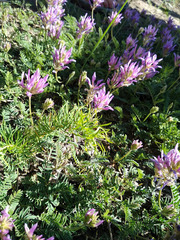 Astragalus onobrychis