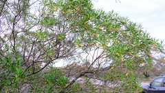 Eremophila oldfieldii