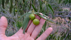 Santalum spicatum