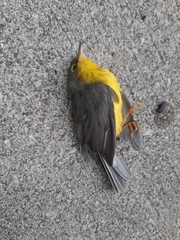 Cardellina canadensis