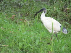 Threskiornis molucca
