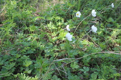 Anemonoides sylvestris