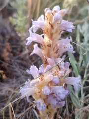 Phelipanche caesia