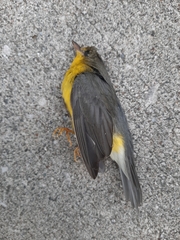 Cardellina canadensis