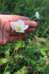 Anemonoides sylvestris