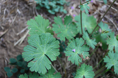Geranium pyrenaicum