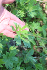 Anemonoides sylvestris