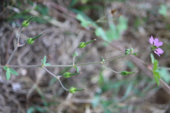 Geranium pyrenaicum