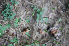 Geranium pyrenaicum