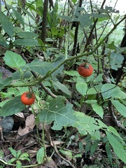 Solanum capsicoides