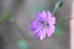 Geranium pyrenaicum