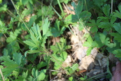 Anemonoides sylvestris