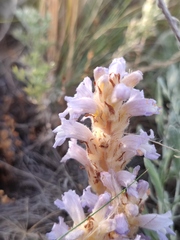 Phelipanche caesia