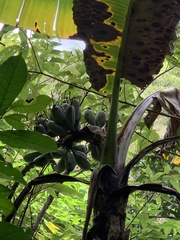 Musa