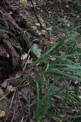 Carex pilosa