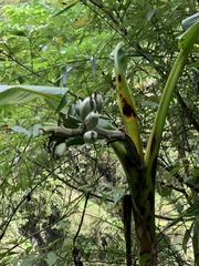 Musa