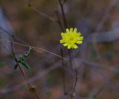 Podolepis capillaris