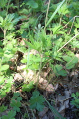 Anemonoides sylvestris