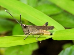 Phlaeoba antennata